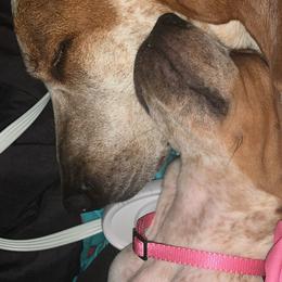 American English Coonhound and Plott Puppies from Hunter Booth