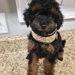 Poodle Puppies from Janet's Poodles