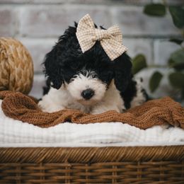 Dune (Yellow) - Black and white female Sheepadoodle puppy in Newport Beach, California from High Desert Doodles
