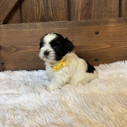Girl 2 - Shih Tzu puppy from Shih_tzufam3