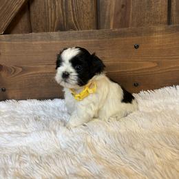 Girl 2 - Shih Tzu puppy from Shih_tzufam3