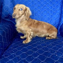 Dolly - Red female Dachshund puppy in Willow Springs, Missouri from Krazy Acre Farm