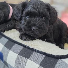 Miniature Schnauzer Puppies from Kateryna's Miniature Schnauzers