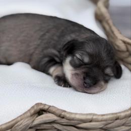 Holly - Liver female Miniature Schnauzer puppy in Collinsville, Mississippi from Hillside Kennels