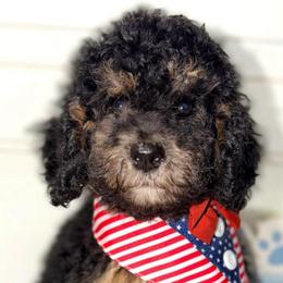 Patriot - Wavy Coat - Tri-color female Bernedoodle puppy in Beecher, Illinois from Erica’s Doodles
