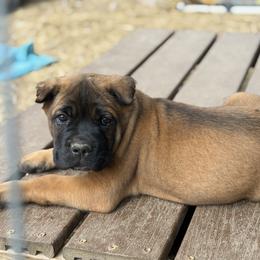 Light green - Fawn male Cane Corso puppy in Opelousas, Louisiana from Azelees Cane Corso