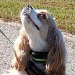 Winston - Cocker Spaniel