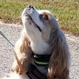 Winston - Cocker Spaniel