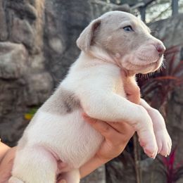Daenerys - Harlequin female Great Dane puppy in Florida from Beachside Kennels