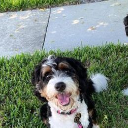 Bernedoodles from Golden Coast Bernedoodles