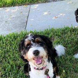 Bernedoodles from Golden Coast Bernedoodles