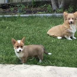 Pembroke Welsh Corgi Puppies from Redwood Corgis