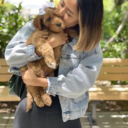 Australian Labradoodle Puppies from Pixie Doodle Paws