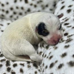 Jazz - Blue female Australian Cattle Dog puppy in Rosharon, Texas from 4Surge Cattle Dogs