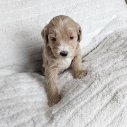 Blue - Cream male Goldendoodle puppy in Cumming, Georgia from Chattahoochee Kennels