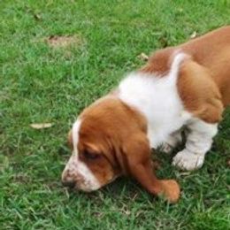 Basset Hounds from Barnes Basset Hounds