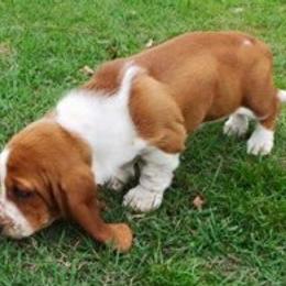 Basset Hounds from Barnes Basset Hounds