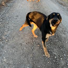 Ziggy - Black female Labrador Retriever puppy in Elizabeth, Colorado from Royalty’s Farm