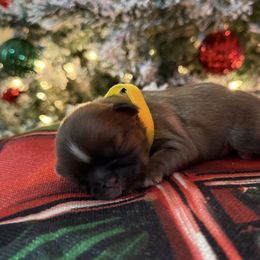 Cobbler - Sable male Shih Tzu puppy in Paintsville, Kentucky from Molly B's ShihTzus