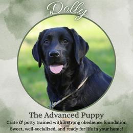Dolly -- 7 Month Trained Labrador - Black female Labrador Retriever puppy in Fair Oaks, California from Twisted Ranch Retrievers