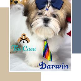 Darwin - Gold and white male Shih Tzu puppy in Mercedes, Texas from Tzu Casa
