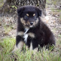 Isla - Black tri female Miniature Australian Shepherd puppy in Evant, Texas from Lazy VT Bar Ranch