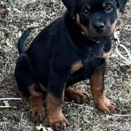 Rottweiler Puppies from Harris Hill Rottweilers
