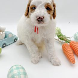 Amaris - Parti female Goldendoodle puppy in Sunman, Indiana from Brunsman Country Doodles LLC