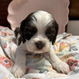 Millie - Brown and white female Cocker Spaniel puppy in Camp Douglas, Wisconsin from Bluff Country Cockers