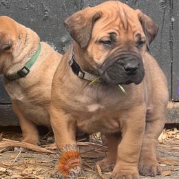 Boy 3 - Red male Boerboel puppy in Pennsylvania from Cold River Boerboels