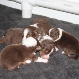 Australian Shepherd puppies from Larkwood Australian Shepherds