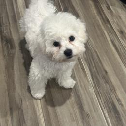 Bichon Frise All Grown Up from Johnson's Pups