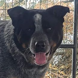 Bear - Australian Cattle Dog