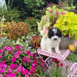 Hamilton - Parti male Goldendoodle puppy in Sheridan, Arkansas from Arkie Doodles