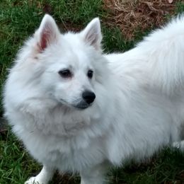 Bella - American Eskimo Dog