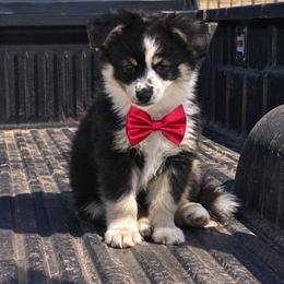 Tux - Black tri male Miniature Australian Shepherd puppy in San Tan Valley, Arizona from Jaylee's Miniature Australian Shepherds