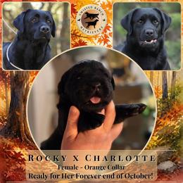 Orange Collar - Black female Labrador Retriever puppy in Fair Oaks, California from Twisted Ranch Retrievers
