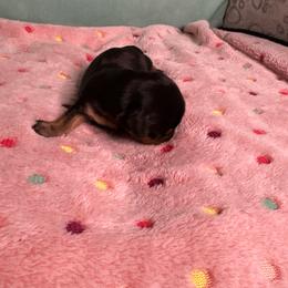 Sable boy - Sable male Dachshund puppy in Live Oak, Florida from The Weenie Herd Mom