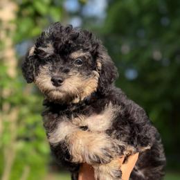 Arthur - Phantom male Poodle puppy in Chattanooga, Tennessee from Joy-Fur Puppies