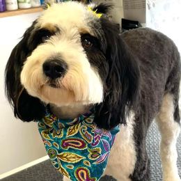 Daisy - Aussiedoodle