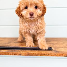 Rosie - Apricot female Aussiedoodle puppy in Science Hill, Kentucky from Southern Paws Kennels