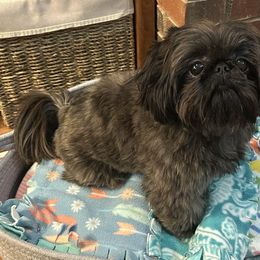 Shih Tzu Puppies from Little Miracles Shih Tzu