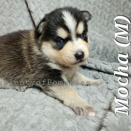 Pomsky Puppies from Paw-lenty of Pomskies