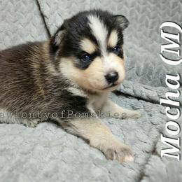 Pomsky Puppies from Paw-lenty of Pomskies