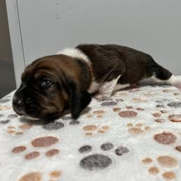 Orange collar - Mahogany and white male Basset Hound puppy in Huntsville, Texas from Lil Bratz Bassets