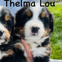 Thelma Lou - Black rust and white female Bernese Mountain Dog puppy in Paradise Valley, Nevada from Bayles Berners