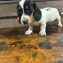 Girl 2 - Piebald female Dachshund puppy in Stilwell, Oklahoma from Bidding Creek Dachshunds