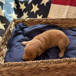Marilyn (White) - Golden female Golden Retriever puppy in Sandy, Oregon from Treasured K-9s