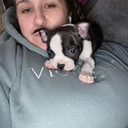Boston Terrier Puppies from Christina's Boston Terriers
