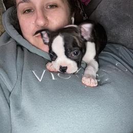 Boston Terrier Puppies from Christina's Boston Terriers